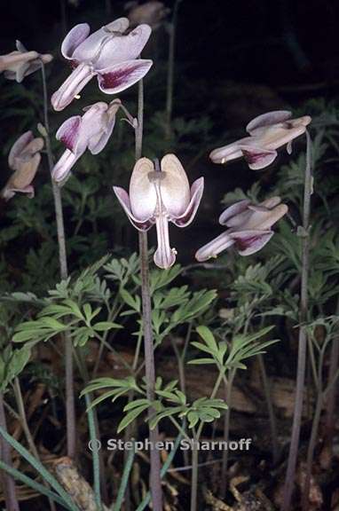 dicentra pauciflora graphic